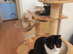 -有喵·猫咖·狗咖·30几只猫10只小狗(岗厦店)