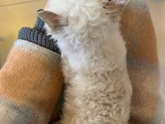 -平行世界·猫咖(首经贸店)