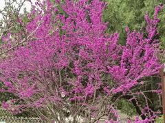 -北京西山国家森林公园