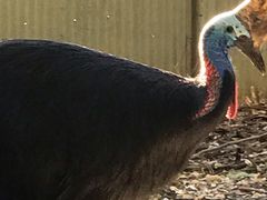 -费瑟代尔野生动物园