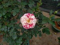 -桂林市花鸟市场