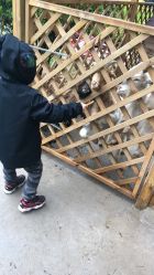 -萌宠亲子动物乐园(槐房万达店)