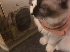 -猫色咖啡·猫咖
