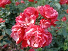 -人民公园(罗湖区)