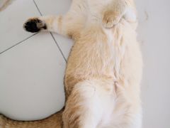 -东方名猫馆·英短金渐层布偶猫舍(环线广场1号楼店)