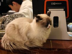 -猫色咖啡·猫咖