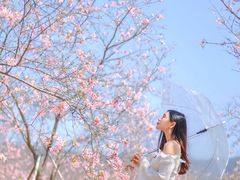 -天适樱花悠乐园