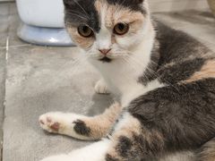 -楼上猫咖(罗湖店)