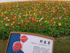 -径山花海