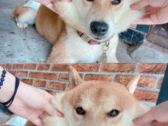 -柴犬高等学院·狗咖·柴犬售卖·宠物训练