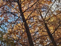 -上海海湾国家森林公园