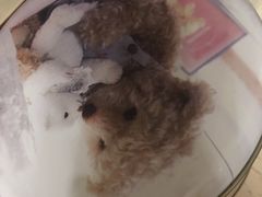 -珍妮曲奇聪明小熊(尖沙咀店)