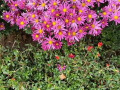 -羊亭河湿地公园