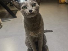 -琪喵猫屋·撸猫猫咖·猫舍