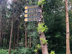 -东平国家森林公园