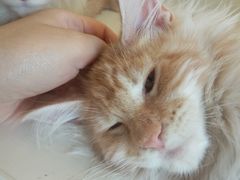 -十年猫舍·猫咪专门店(普陀店)