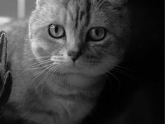 -平行世界·猫咖(首经贸店)