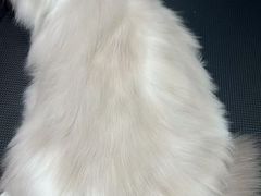 -唐小姐の猫狗洗护·购宠旗舰店(周浦万达店)