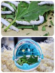 -太湖雪蚕桑文化园