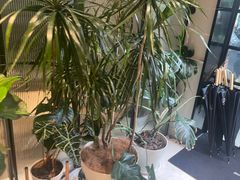 -一尺花园(安和花园店)