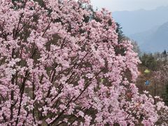 -九皇山景区