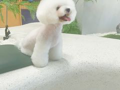 -帕帕拉兹宠物(亚洲旗舰店)