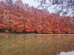 -上海海湾国家森林公园