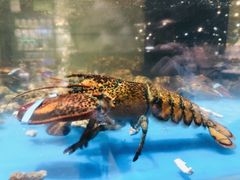 波士顿龙虾-盒马鲜生(皇庭广场店)
