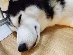 -Husky Go! 哈士奇体验馆·宠物咖啡厅狗咖