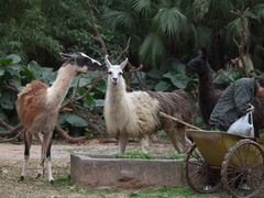-广州长隆野生动物世界