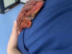 -博特宠物医院24h犬猫全科.骨科·异宠