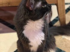 -猫色咖啡·猫咖