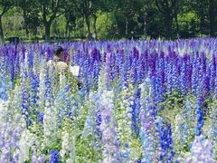 -上海共青森林公园