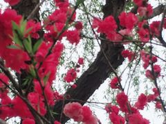 -南汇桃花村