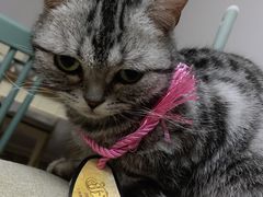 -乖乖宠物医院·猫科·急重症中心(车站北路分院)