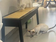 -琪喵猫屋·撸猫猫咖·猫舍