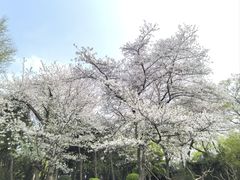 -嘉定紫藤园