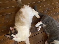 -福尔喵斯探案馆实景搜证·沉浸式剧本杀