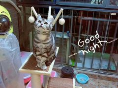 -喵zoo家庭繁育猫舍(尖东智能花园店)