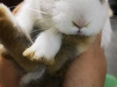 -猫猫幼稚园·撸猫·桌游·电玩