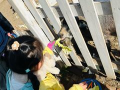 -前小桔亲子创意农场·草莓采摘·露营烧烤