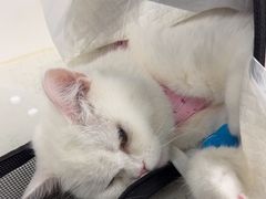 -纳吉亚猫专科动物诊疗中心(蒋宅口分院)