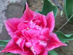 -洛阳郁金香牡丹园