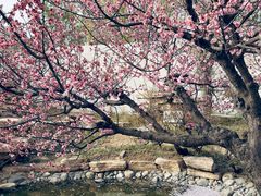-石家庄市植物园