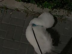 -喜多萌中农锦绣动物医院24H·猫科·牙科MRI·CT