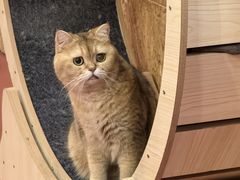 -和它·交个朋友·狗咖猫咖(爱琴海店)