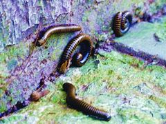 -碓臼峪自然风景区