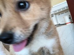 -艾贝尔宠物医院·狂犬免疫点(江山金象城店)
