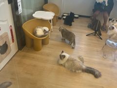 -有喵·猫咖·狗咖·30几只猫10只小狗(岗厦店)