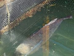 -蓝湾碧波·老字号·疍家非遗海上餐厅